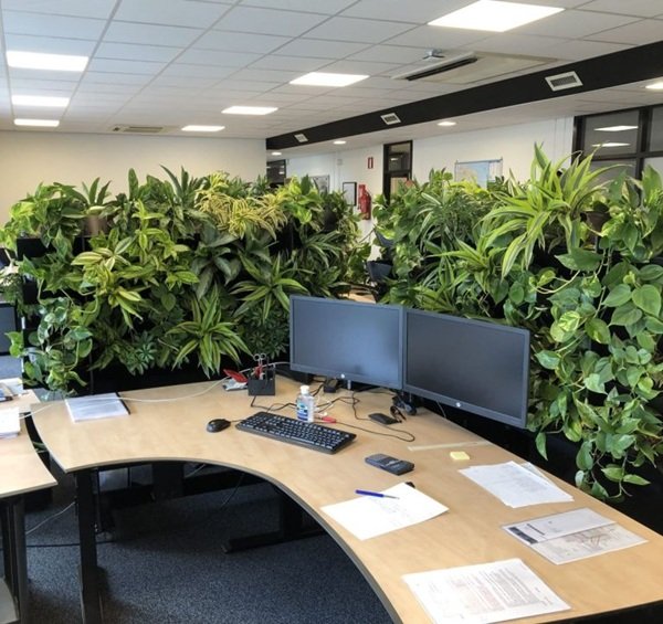 Planten Voor Op Kantoor